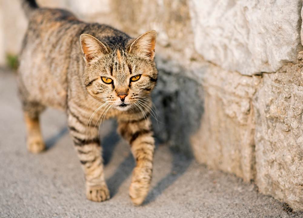 Pencegahan Heat Stroke Pada Kucing dan Anjing, Jangan Disepelekan!