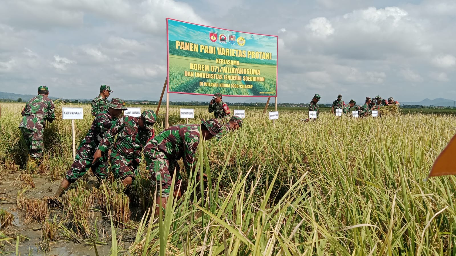 Panen Padi Protani di Cilacap Tembus 8,2 Ton per Hektare