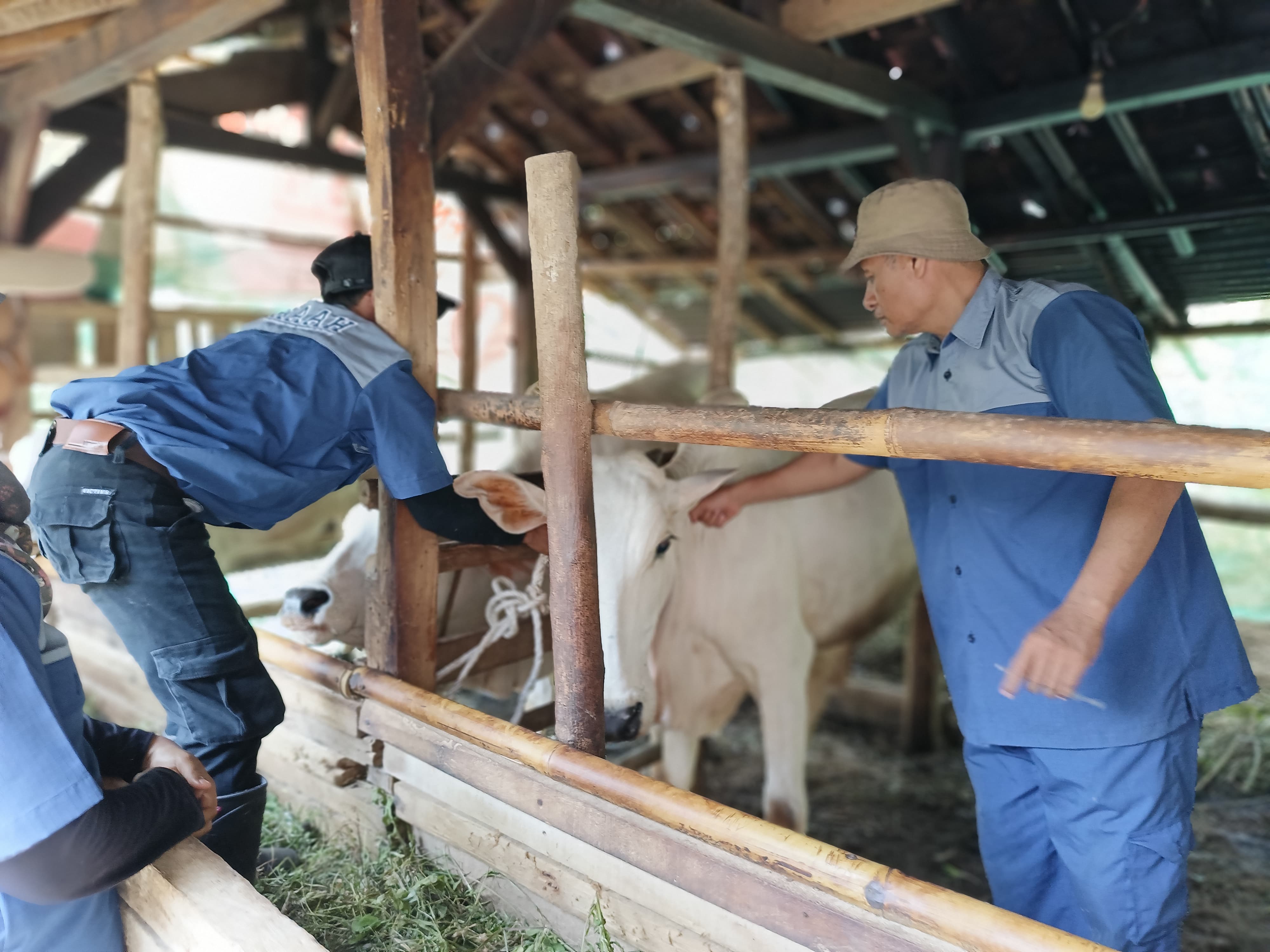 Vaksinasi PMK di Cilacap Sudah Lindungi 17 Ribu Lebih Ternak