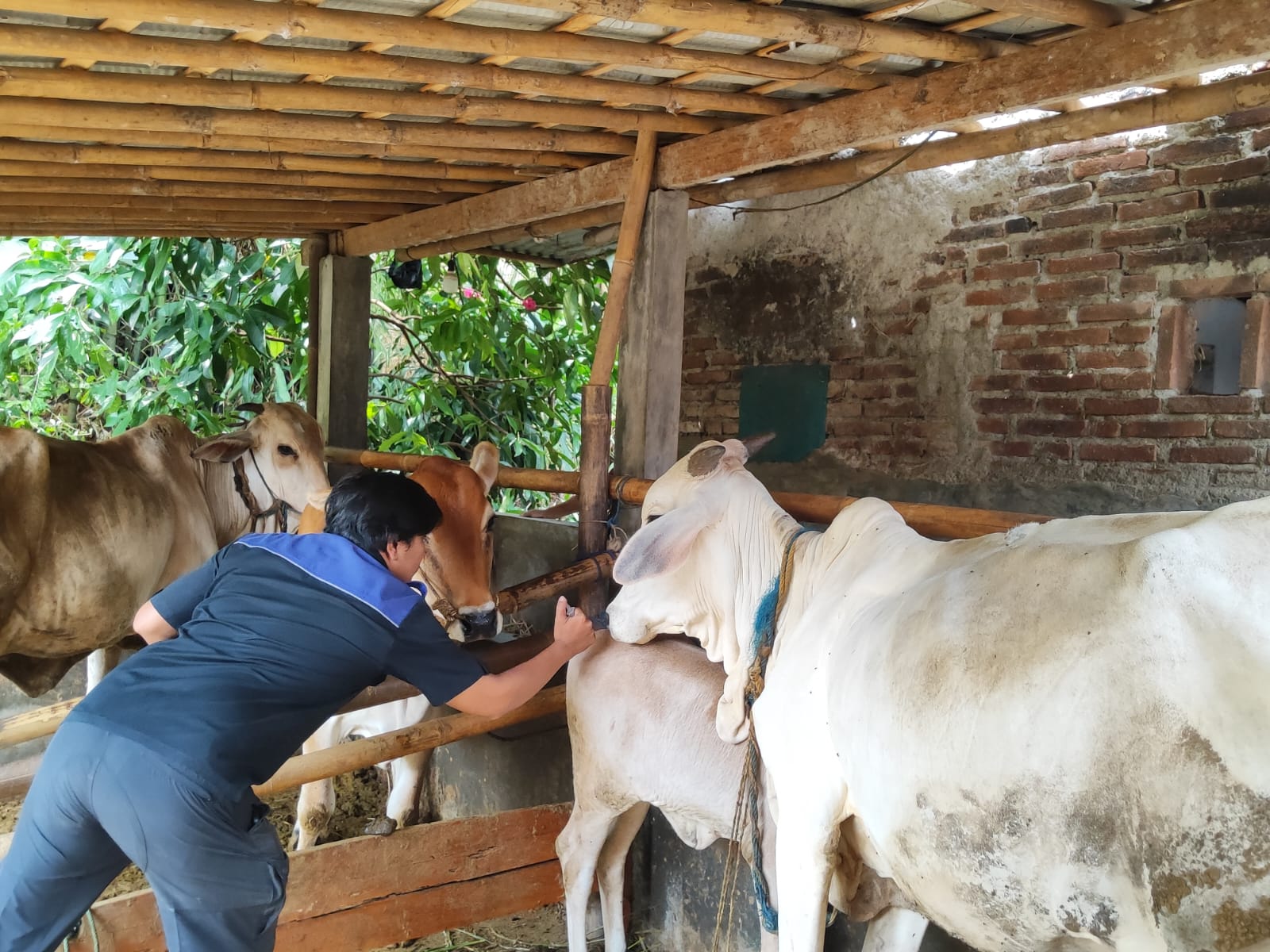 Vaksinasi PMK di Patemon Purbalingga Sasar 36 Ekor Sapi, Petugas Hadapi Kendala Waktu dan Persepsi Warga