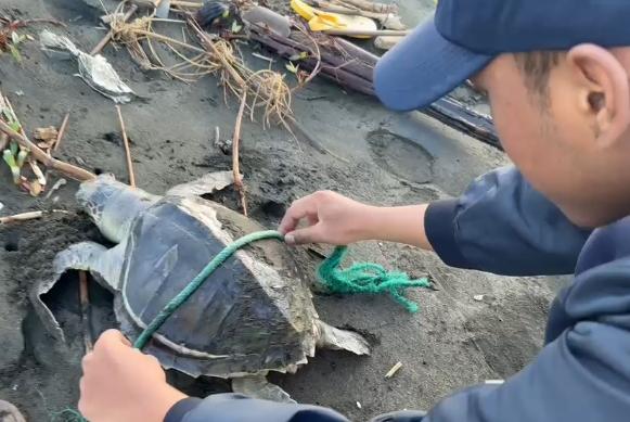 Dua Penyu Lekang Mati Ditemukan Terdampar di Pantai Cilacap