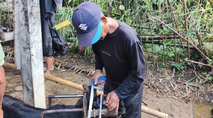 Jasa Salon Kambing di Pasar Hewan Karangpucung Cilacap Laris Manis 