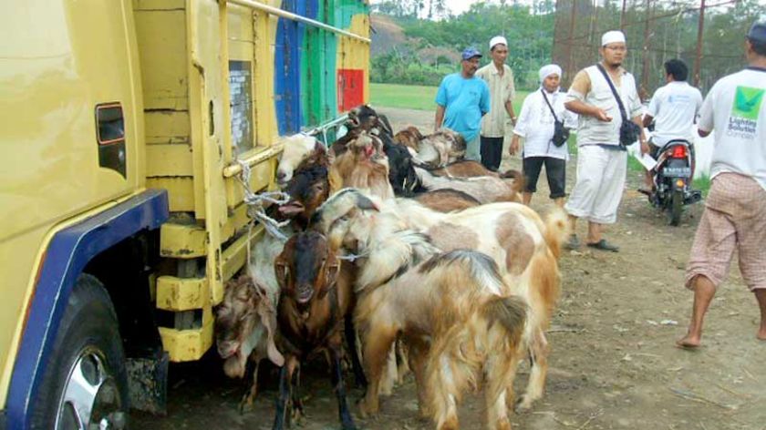 Permintaan Mulai Meningkat, 2000 Kambing Masuk Karangpucung Cilacap