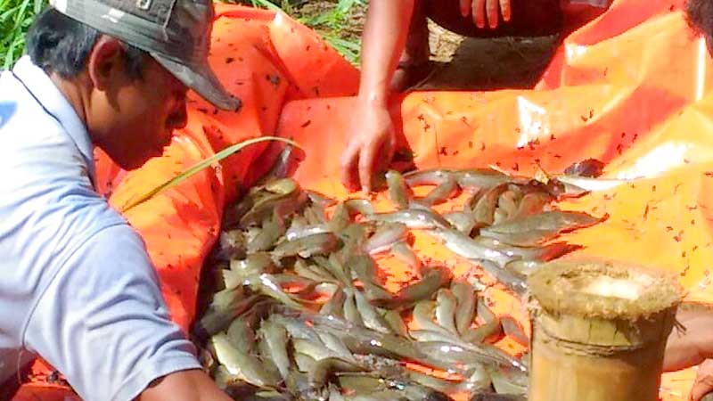 Konsumsi Ikan Masyarakat Banyumas Masih Rendah