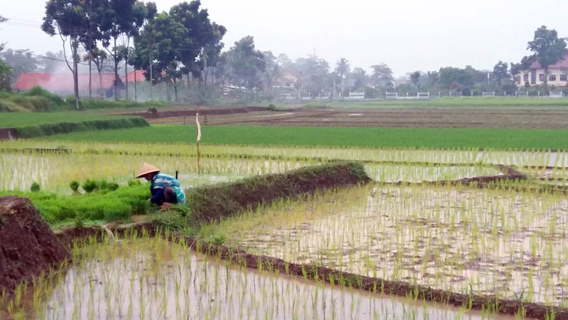 Hama Tikus Serang Bibit Padi di Berbagai Desa Banjarnegara