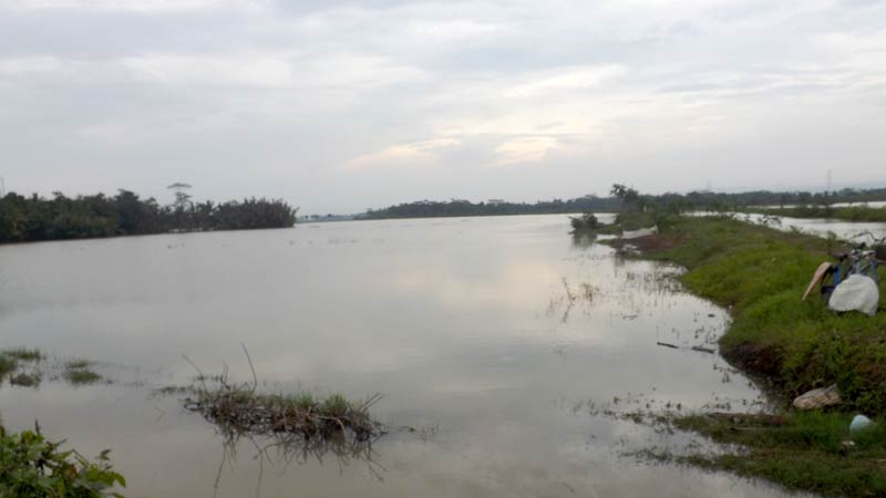 Tanaman Padi Terendam, Petani Kemranjen Merugi