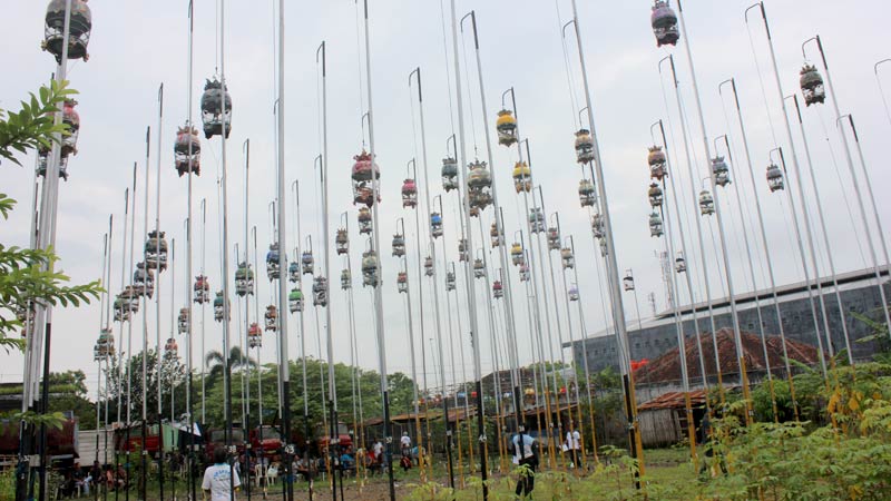 Pelestari Perkutut Purwokerto Angkat Pamor Perkutut Lewat 