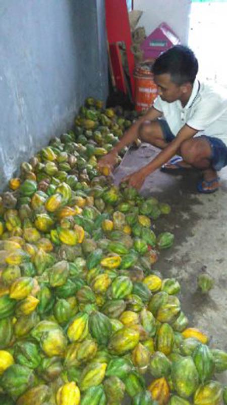 Buah Carica Langka Akibat Cuaca Buruk