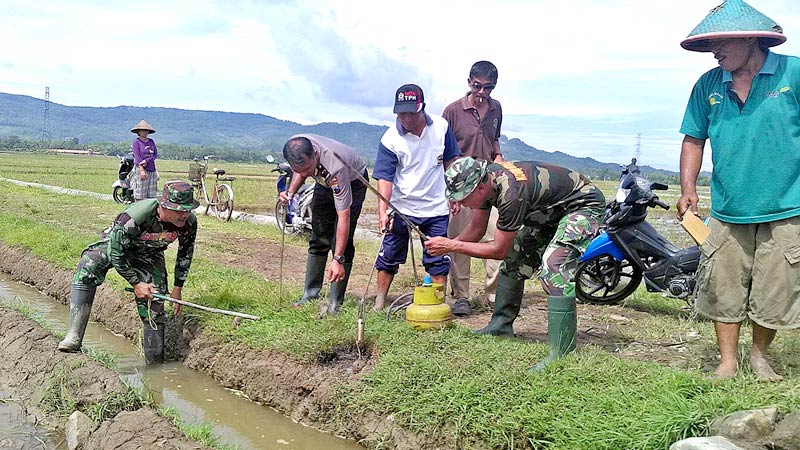 Hama Tikus Mengganas di Tinggarjaya