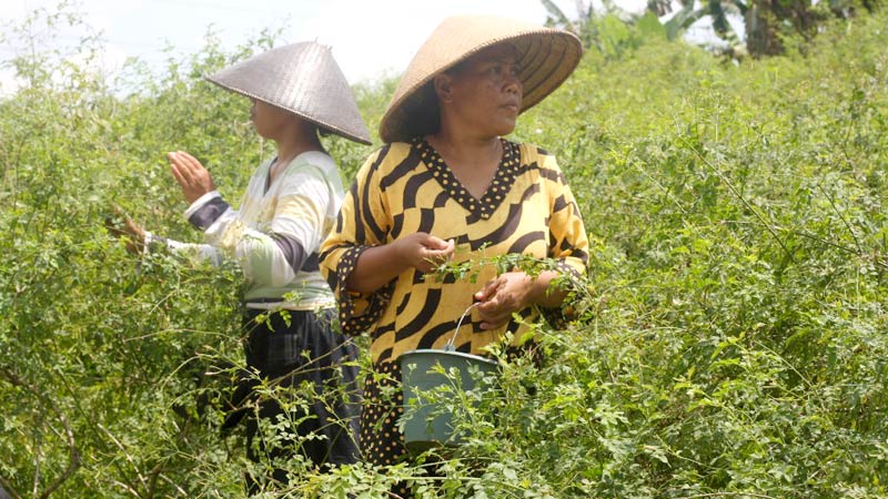 Petani Melati Banjarnegara Keluhkan Rendahnya Harga Jual