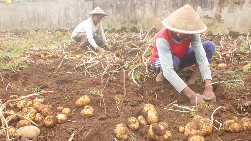 Curah Hujan Tinggi, Hasil Panen Kentang Petani Batur Banjarnegara Menurun