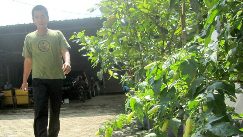 Petani Cabai di Karangpucung Cilacap Target Panen Saat Lebaran