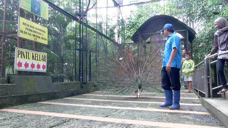 Penangkaran Merak Hijau Sulit Izin dan Butuh Biaya Banyak