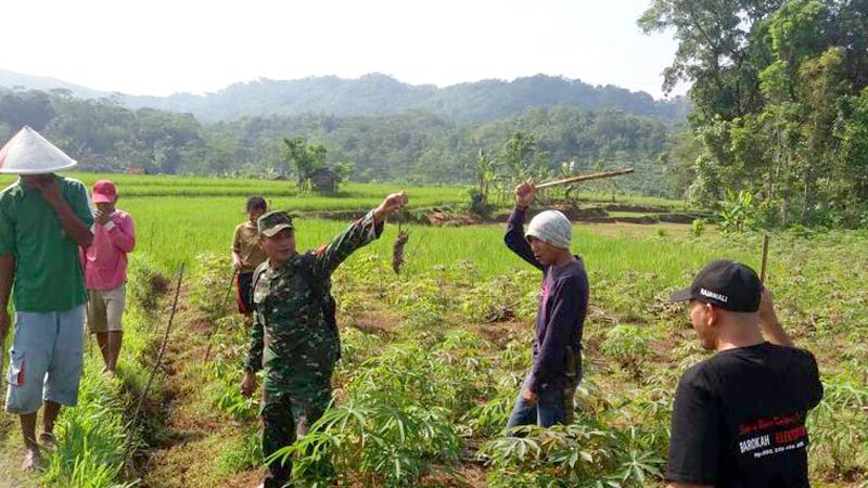 Hama Tikus Mengganas di Gumelar