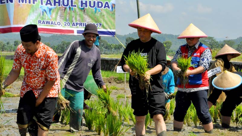 Sawah Pesantren Ditanami Padi Hazton