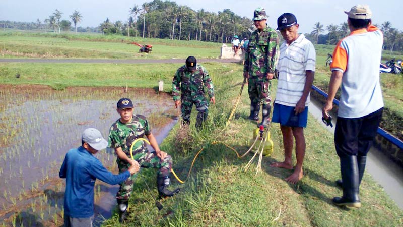 Koramil Somagede dan Warga Gropyok Tikus