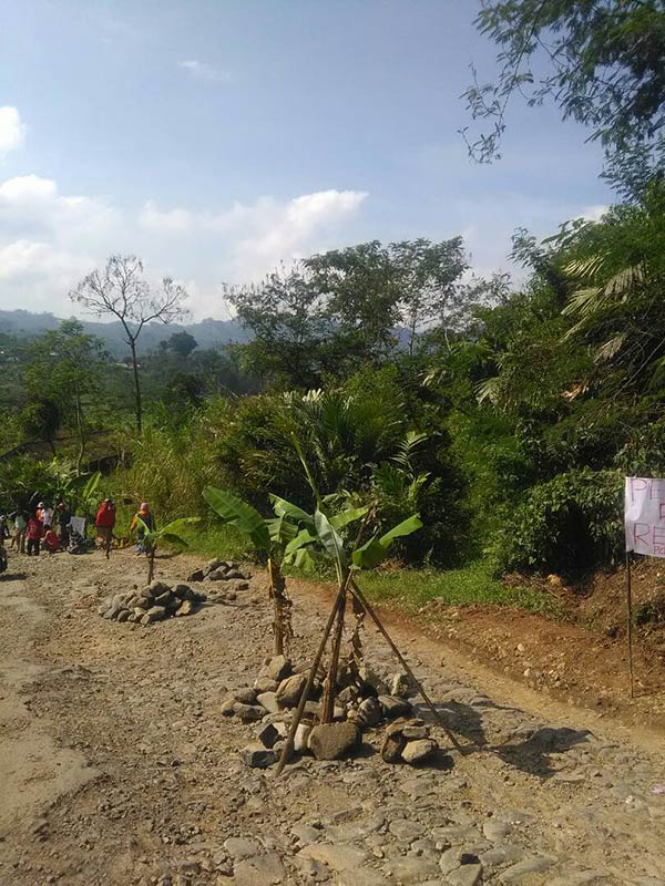 Protes Jalan Rusak Tak Kunjung Diperbaiki, Warga Tanam Pohon Pisang