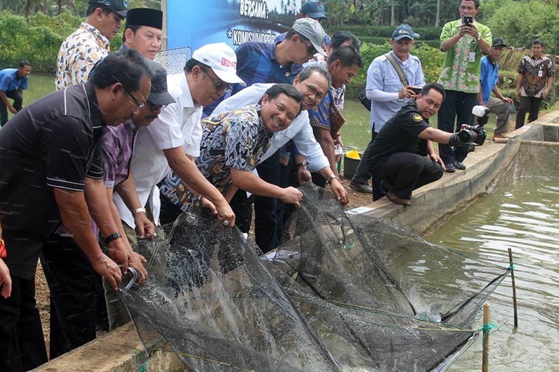 Impor Tapioka Hancurkan Petani Singkong