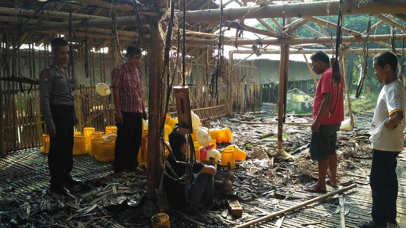 Kandang Terbakar, Ribuan Ayam Mati