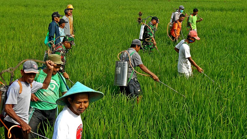 350 Hektare Sawah di Gumelar Terancam Gagal Panen