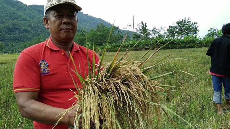 Pakai Ramuan Herbal, Padi Selamat dari Wereng