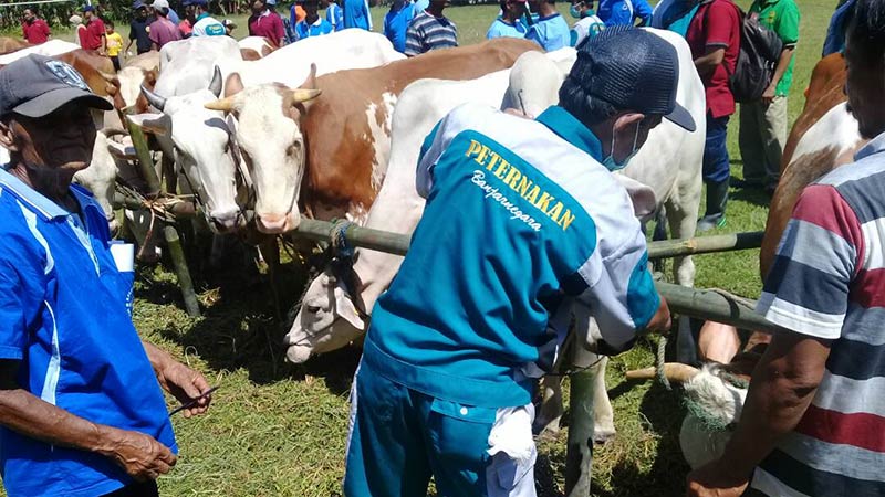 Ratusan Sapi di Banjarnegara Disinyalir Terserang Cacing Hati