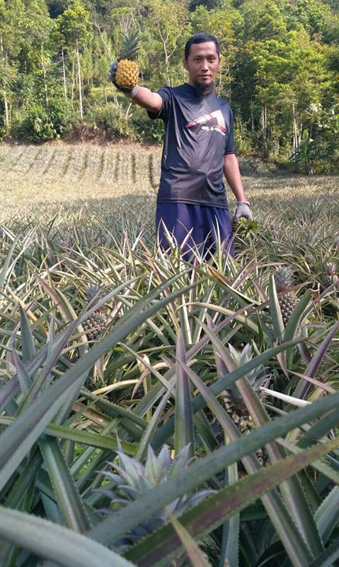 Ngudiono, Inovasi Mengolah Nanas Menjadi Berbagai Produk