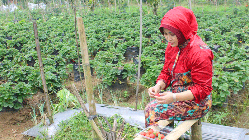 Buah Stroberi Sedikit, Tak Bisa Petik Sendiri