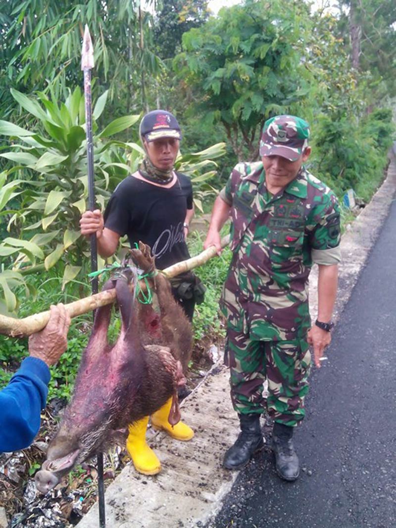 Berbekal Tombak, Warga Buru Babi Hutan Penyerang Manusia