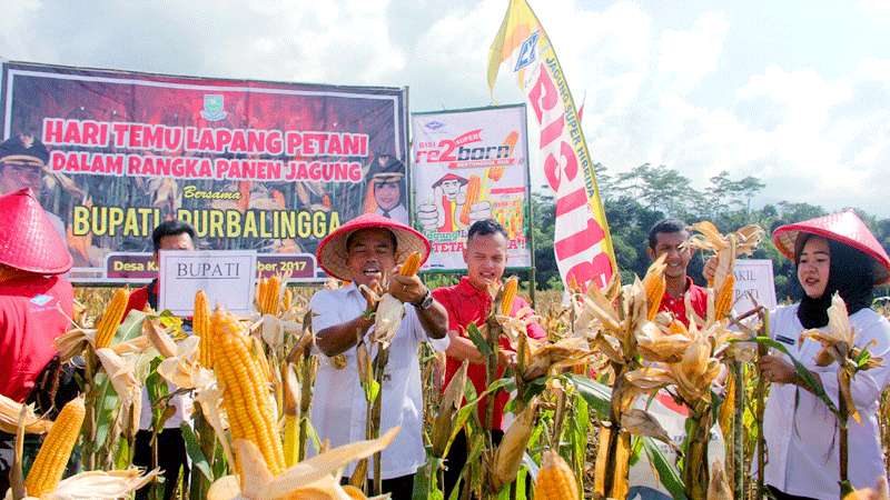 Purbalingga Surplus 18 Ribu Ton Jagung Pipilan