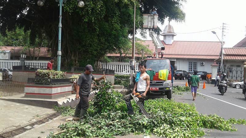 Beringin Alun-alun Purwokerto Ikut Dipangkas