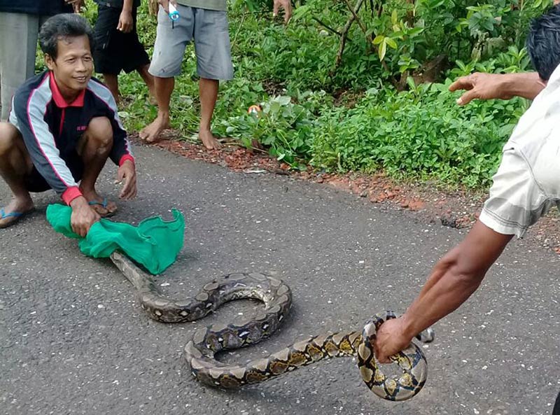 Ular Sanca Ditemukan di Pemukiman Warga