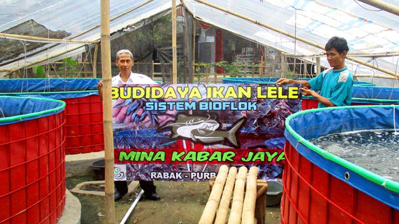 Desa Rabak, Kecamatan Kalimanah-Rabak Budidayakan Lele Sistem Bioflok