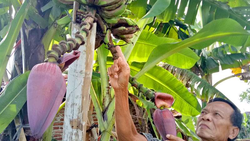 Di Purbalingga Ditemukan Satu Tandan Dua Jantung Pisang
