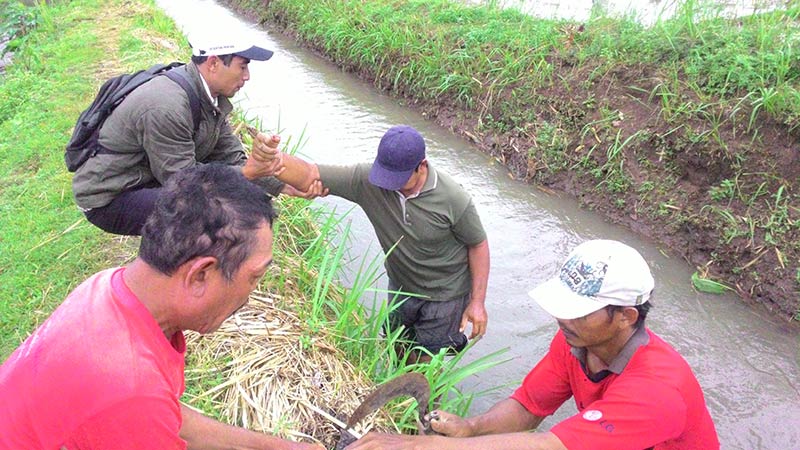 Gropyokan, Petani Kena Ledakan Mercon Tikus