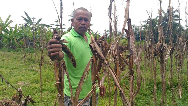 Petani Desa Pucang Gagal Panen