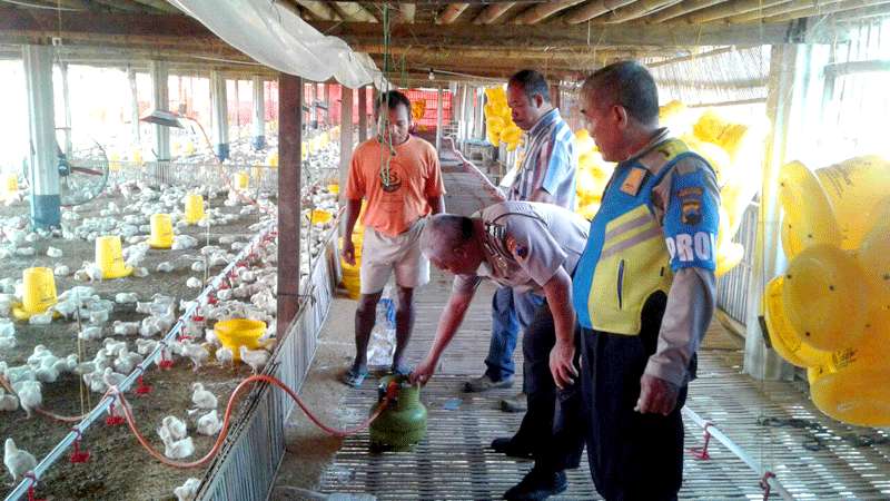 Peternakan Ayam di Purbalingga Pakai Elpiji 3 Kg