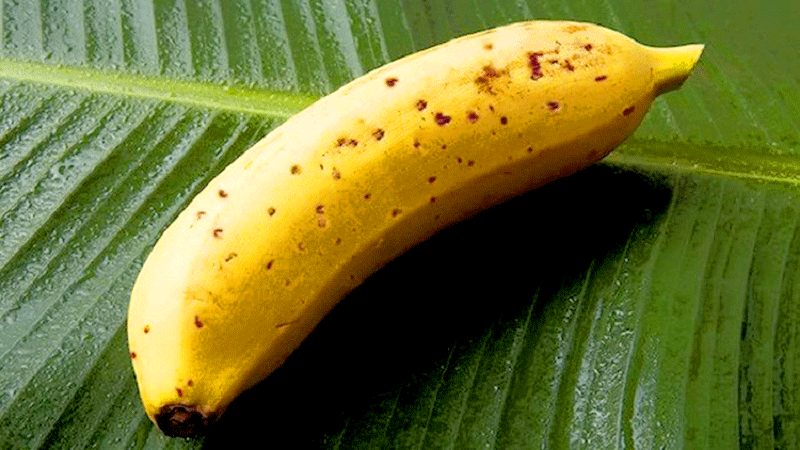 Pisang Manis Bisa Dimakan dengan Kulitnya