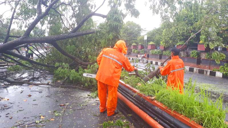 Angin Tumbangkan Puluhan Pohon Peneduh di Purbalingga