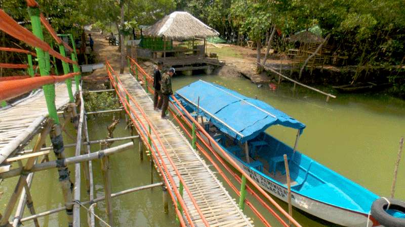 Hutan Payau Cilacap Tunggu 