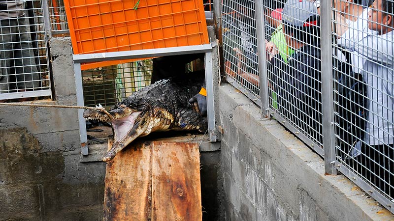 Delapan Buaya Masuk Kandang Suyanto di Kedungbanteng