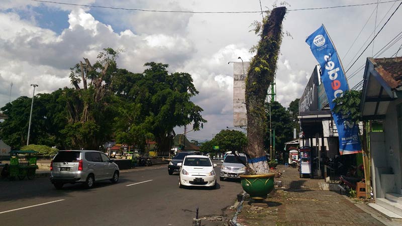 Pohon di Wilayah Kota Banjarnegara Rawan Tumbang