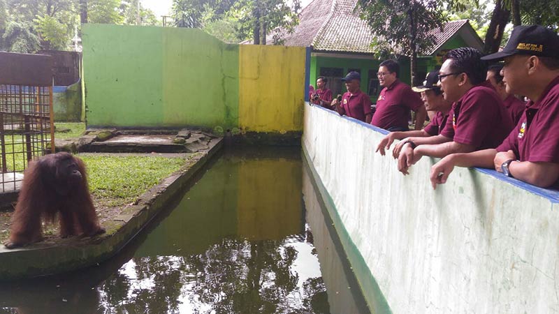 Koleksi Orang Utan Serulingmas Bertambah