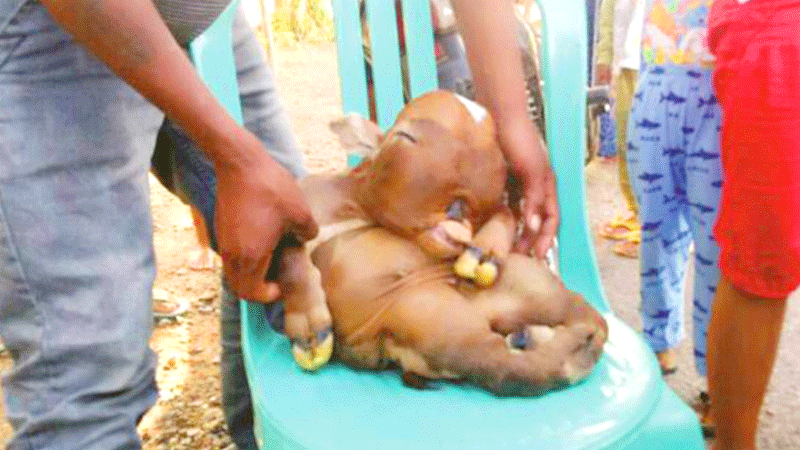 Sapi Mirip Bayi Hebohkan Gorontalo