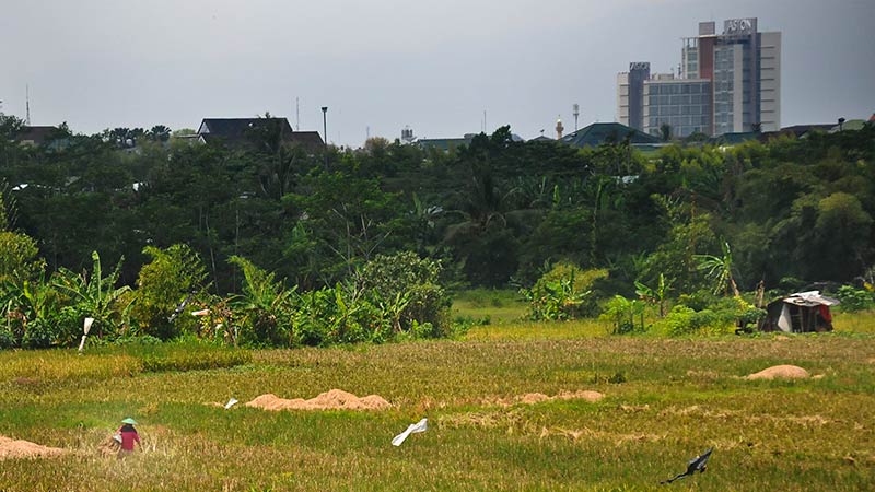 Curah Hujan Tinggi, Waspada Ancaman Wereng