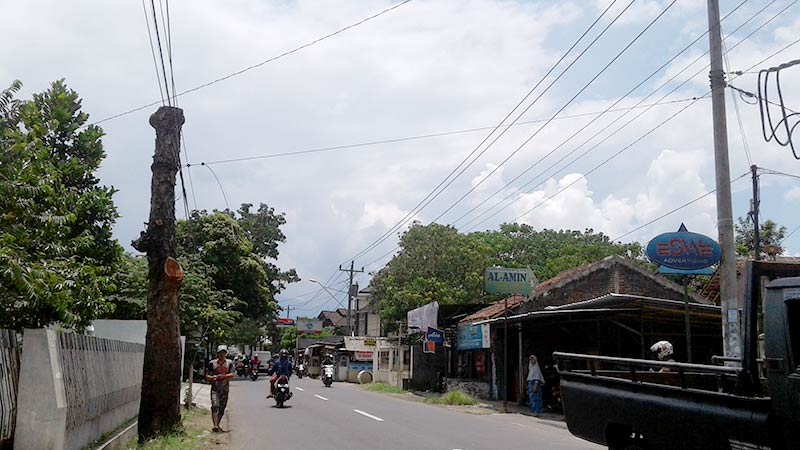 Kering dan Mati, Pohon ini Malah Diikatkan ke Tiang Listrik