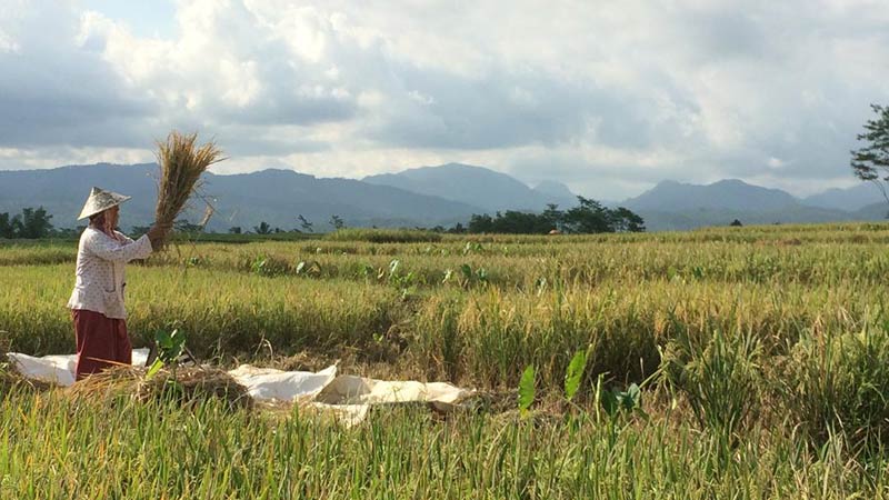 Hasil Panen Padi Petani Banjarnegara Terancam Turun