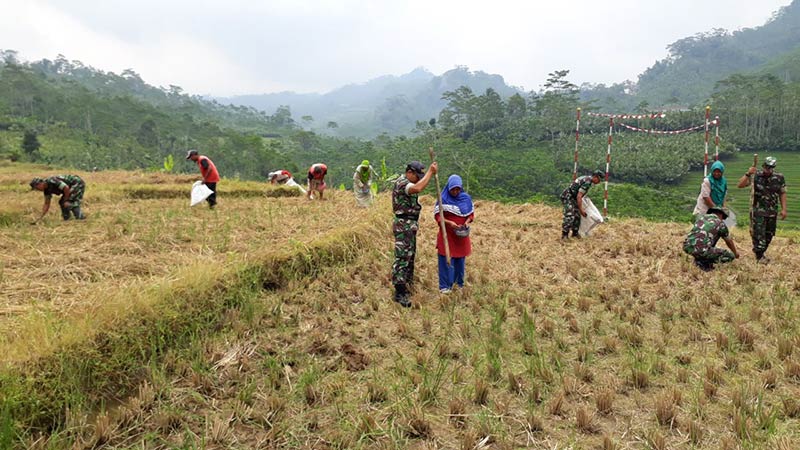 Khawatir Kemarau, Petani Desa Pagerpelah Tanam Jagung