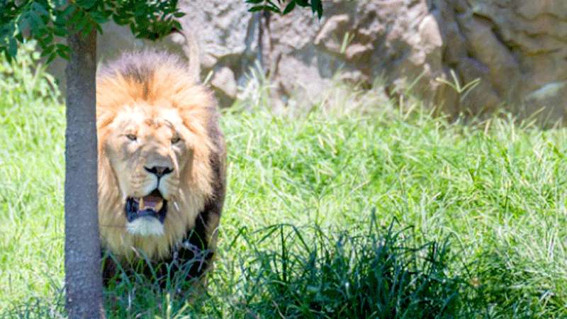 Pemilik Taman Satwa Diterkam Singa Peliharaan