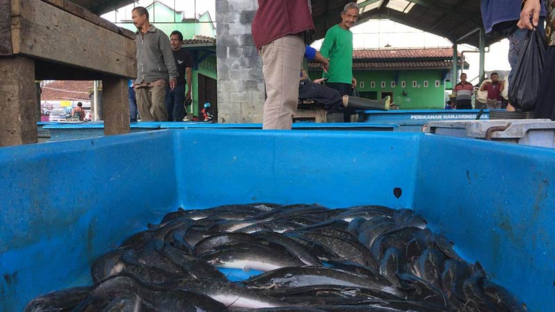 Pedagang Was-was Serbuan Ikan Murah